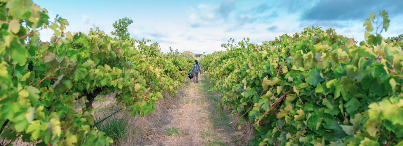 Woman walking through Zonte's Footstep vineyard 